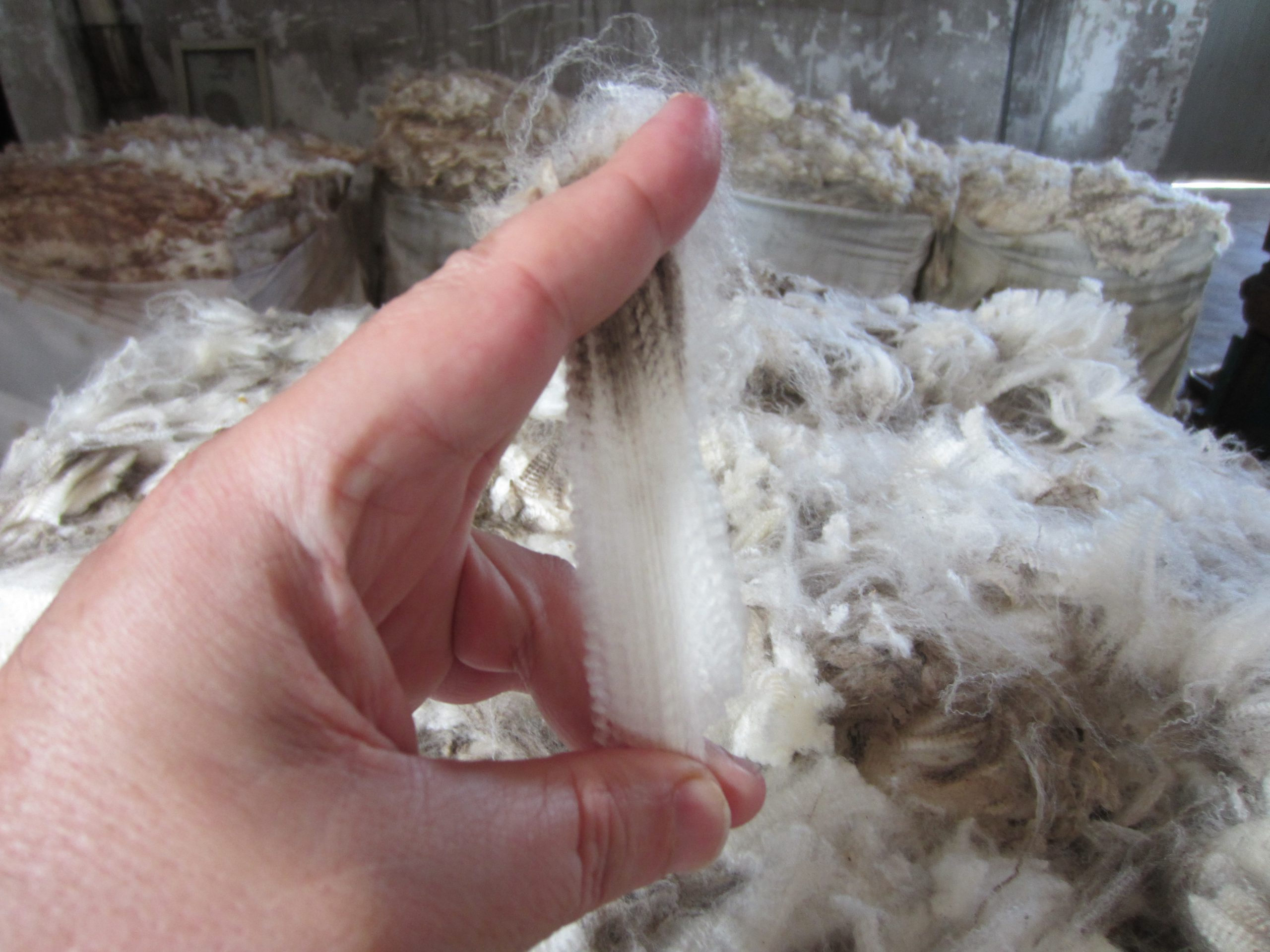 Australian Wool Production falls as dry conditions continue