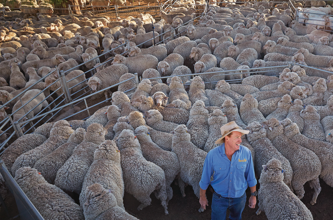 AWI briefing looks at Australian wool market performance