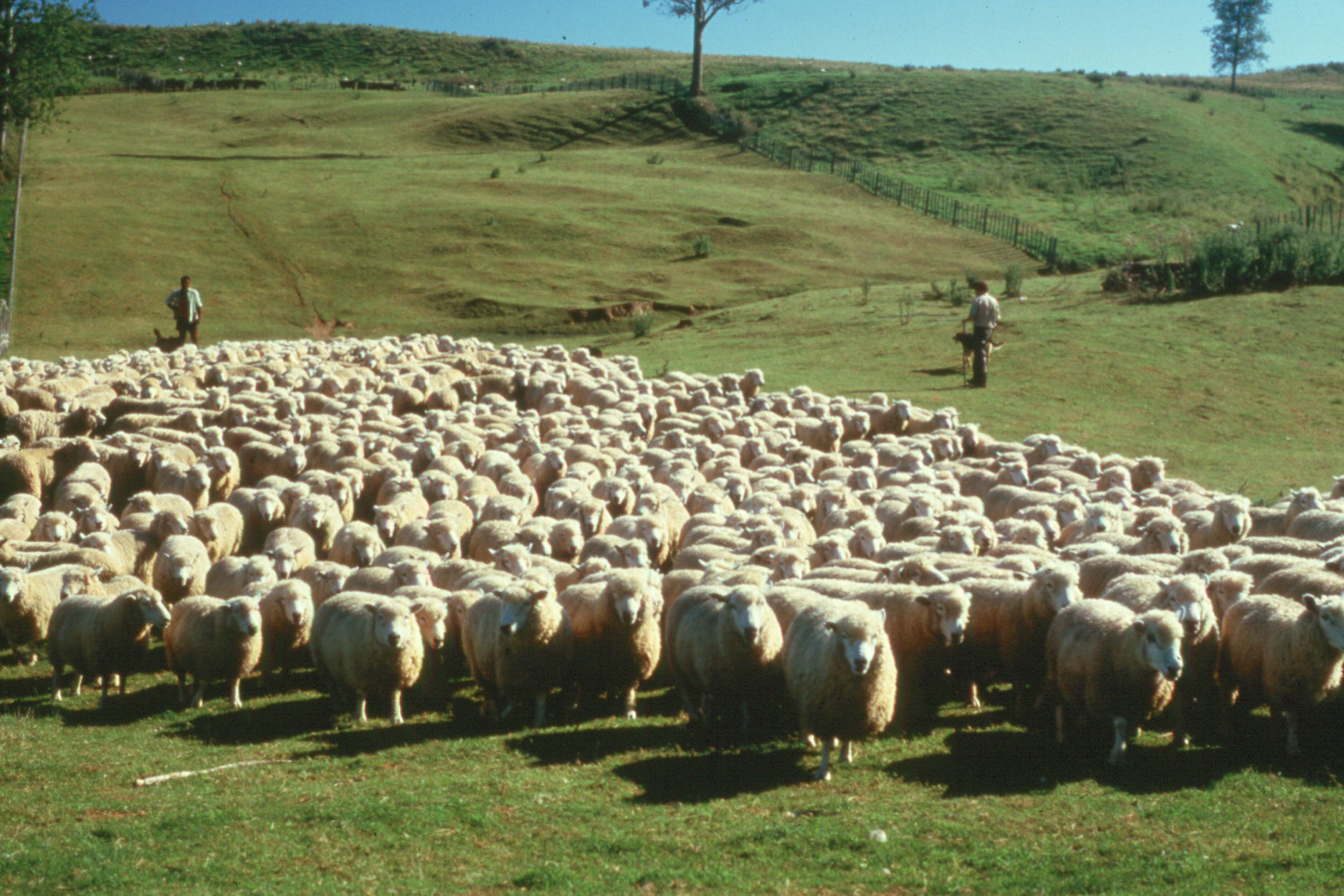 NZ wool – India export volumes growing