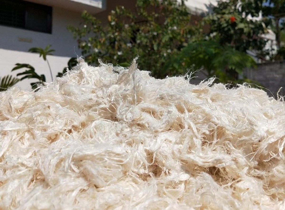 ‘Vegan wool’ Weganool’s marketing riles up Australian woolgrowers