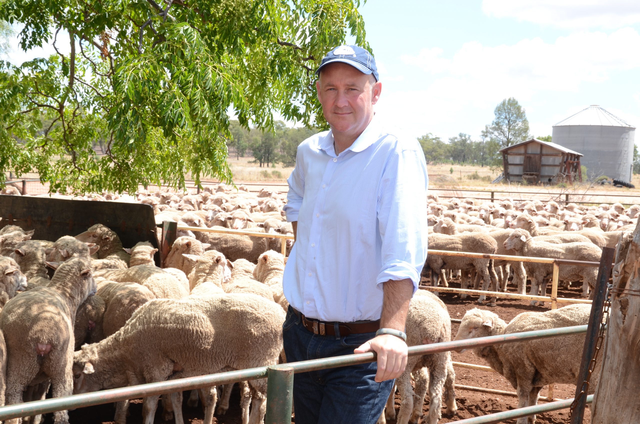 Traditional Markets for Australian Wool to Bounce Back