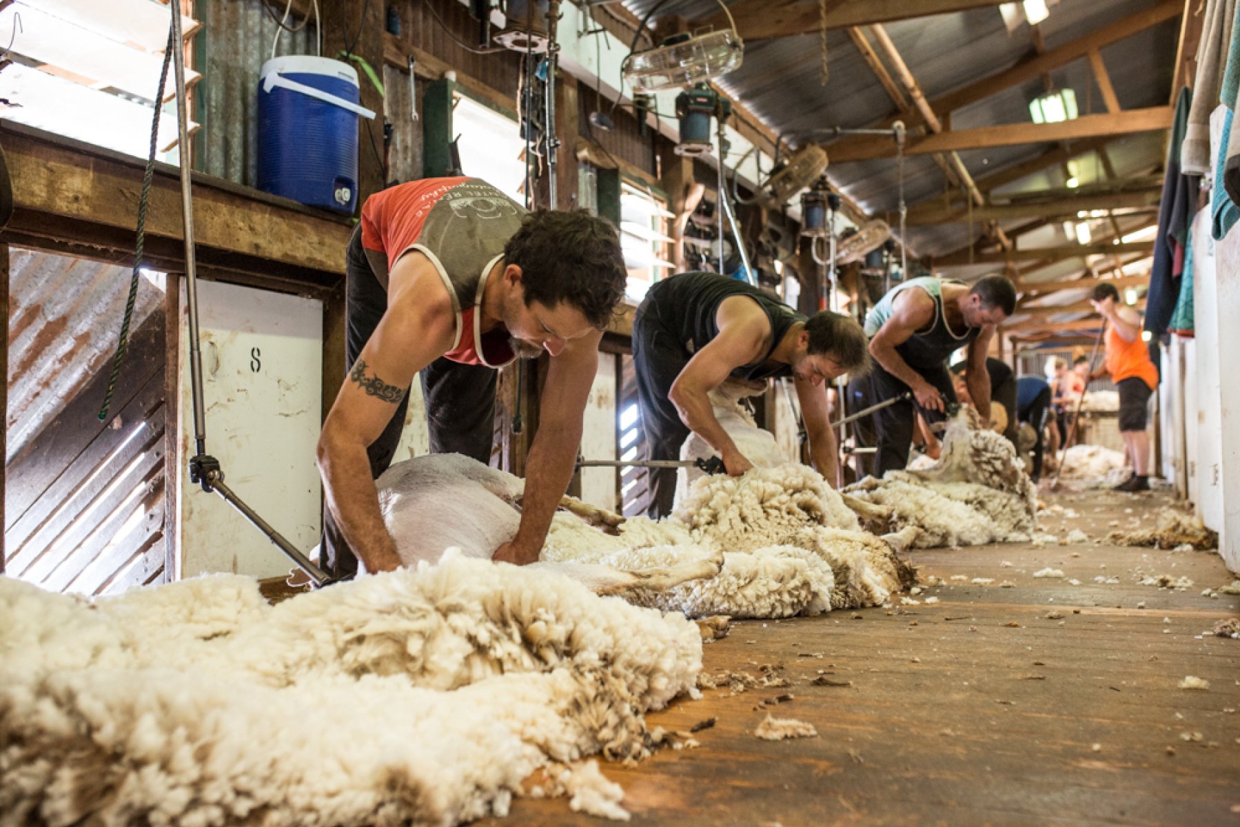 Australian Shorn wool production moves higher