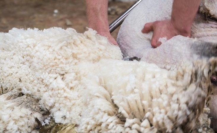 Keeping Australian wool the best in the world