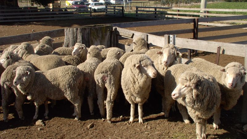 AWI analyses fluctuating wool prices