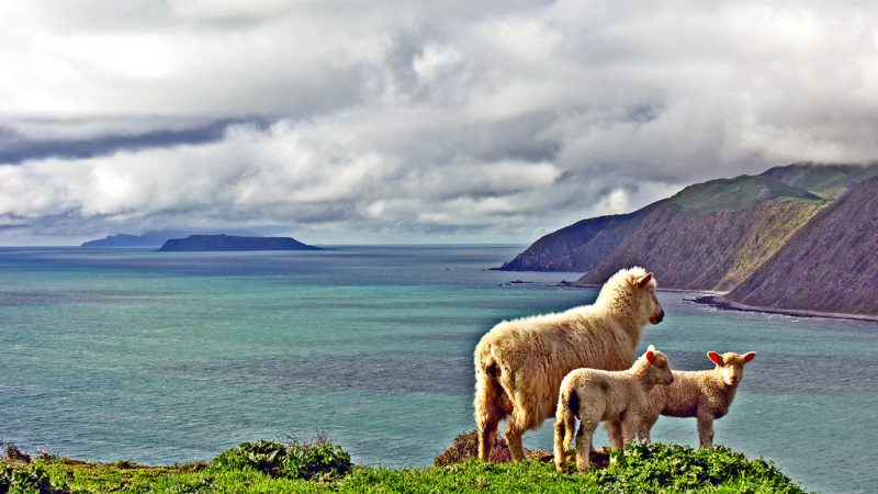 British and New Zealand Wool Growers Insulation Initiative