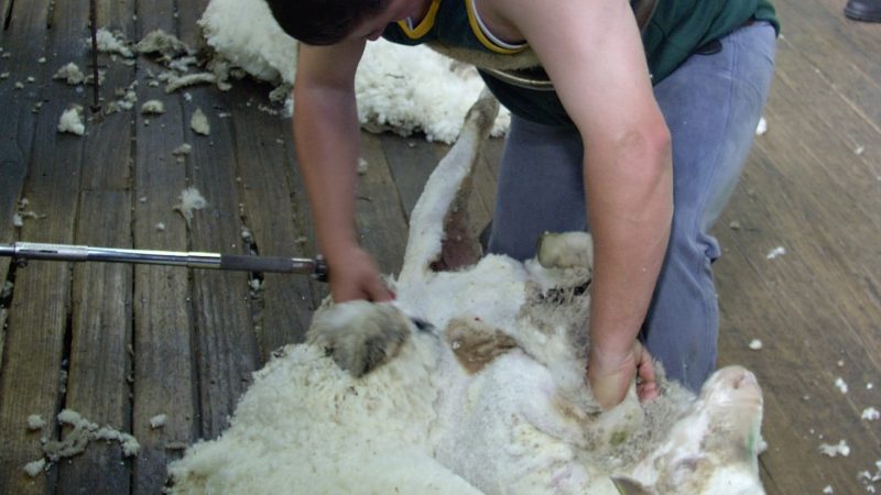 Australian woolgrower levy remains at 1.5%