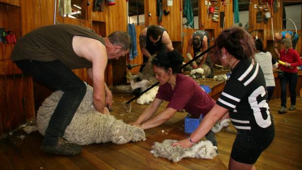 Shearer shortage impacts on Australia & NZ woolgrowers