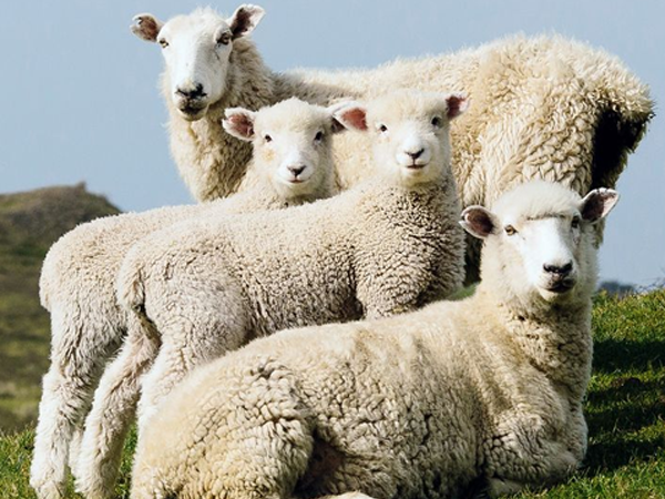 New Zealand Wool Market Report (25 February 2021)