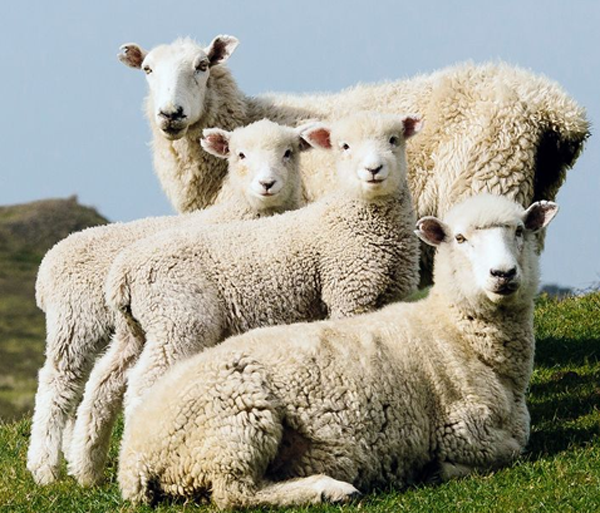 Research into seaweed to reduce methane from grazing sheep