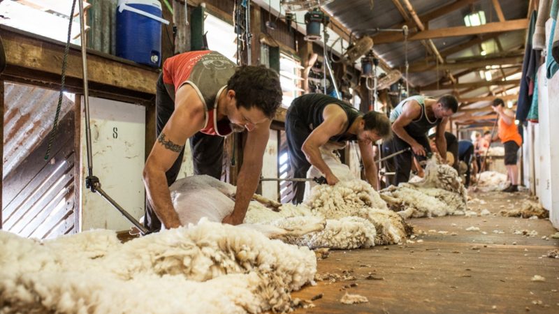 Australian shorn wool production update for 2022/23
