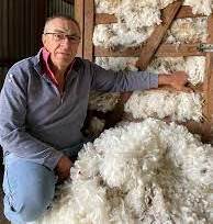 Wool harvesting a key priority for AWI