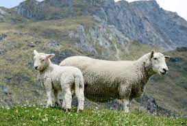 NZ Wool Market Report (28 April 2022)