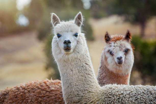 Australian Coloured Alpaca fleece destined for Milan