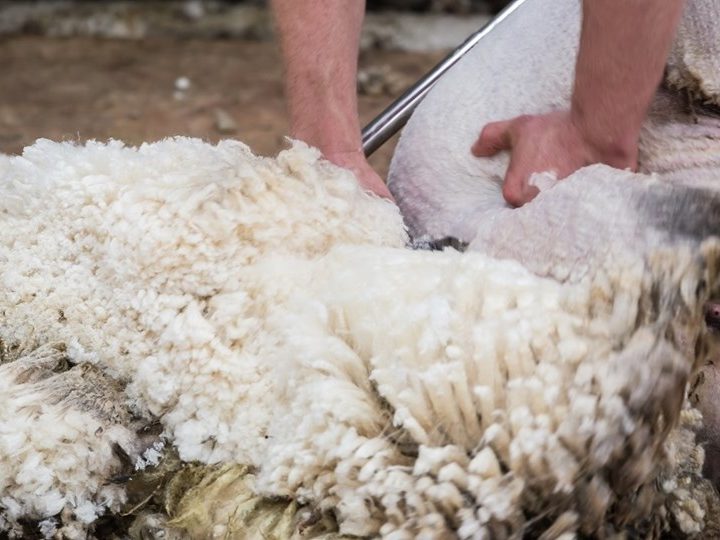 Australian Wool – AWI Market Intelligence