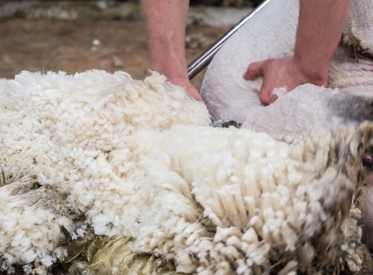 Australian Wool – AWI Market Intelligence