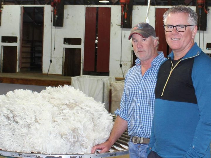 Devold offers fixed price contract to NZ wool growers