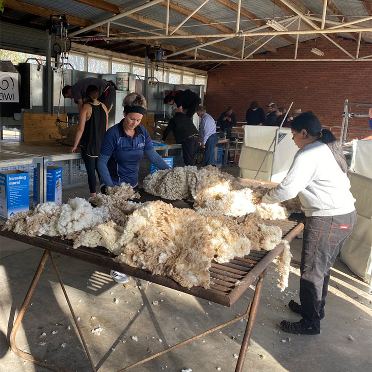 Australian shorn wool production increases
