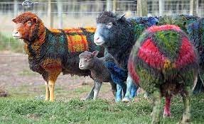 British Wool Market Report (13 December 2023)