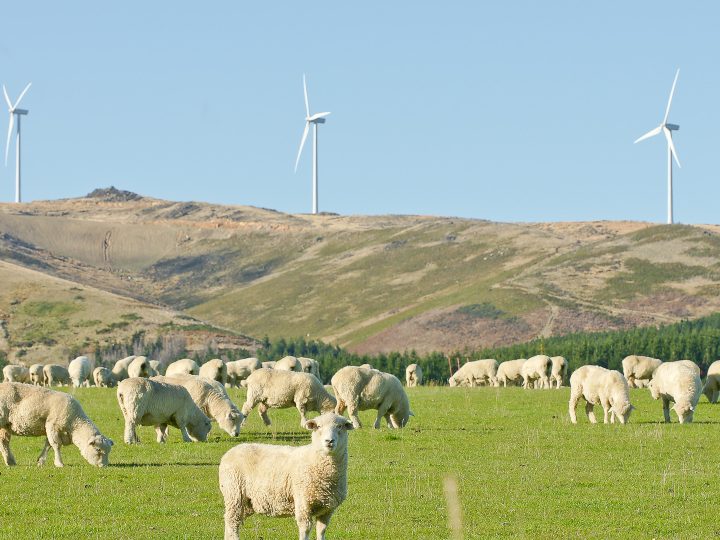 New Zealand Wool Prices and Production Outlook