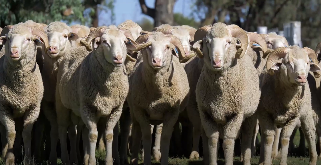 Sheep Sustainability Framework released by WoolProducers Australia￼