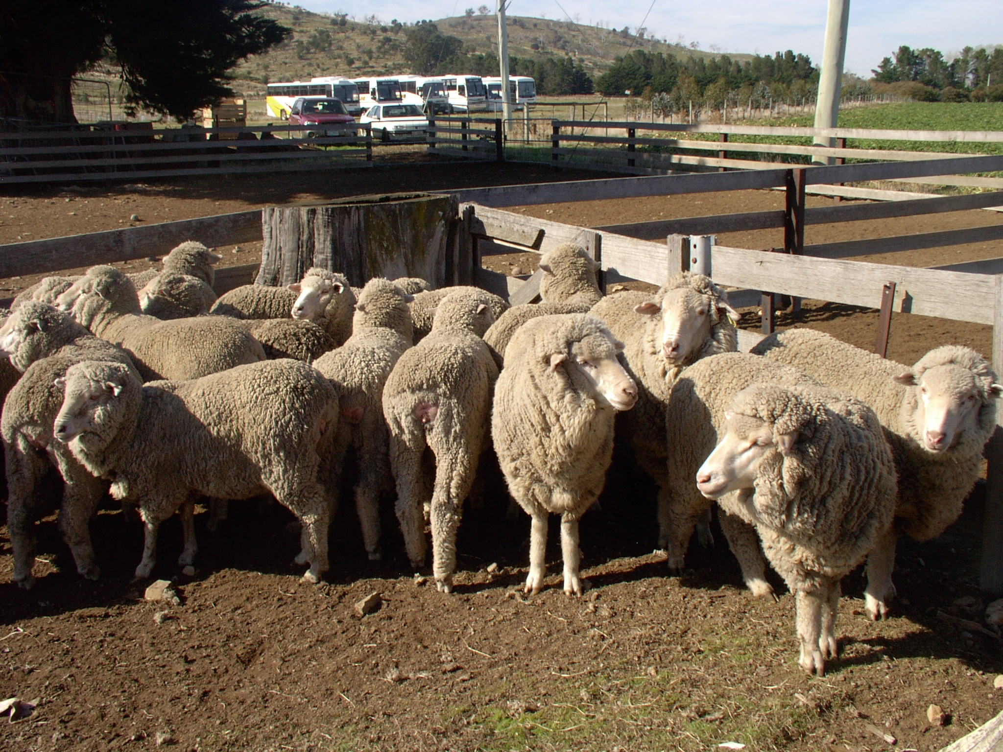 AWI analyses fluctuating wool prices
