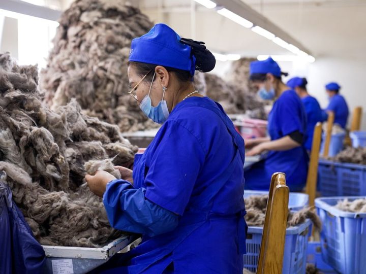 Cashmere demand is threatening Mongolia’s steppe. Can the industry go sustainable?
