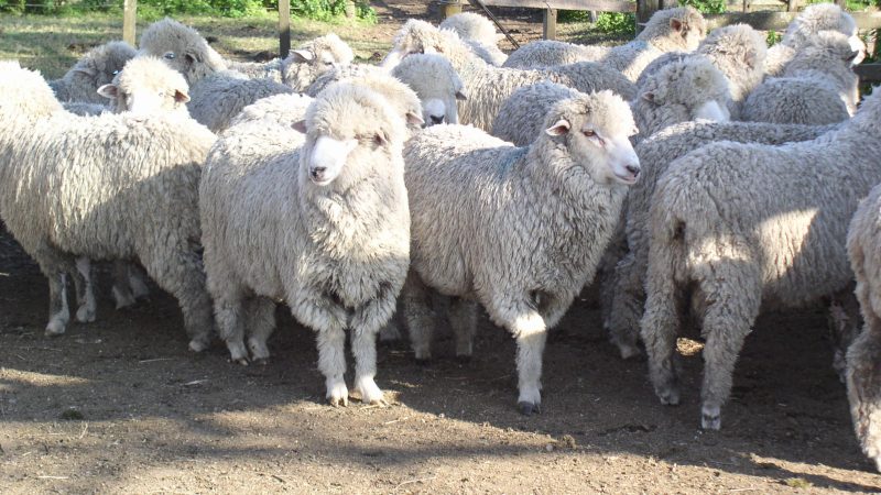 Uruguay: Sheep Stock and Wool Production