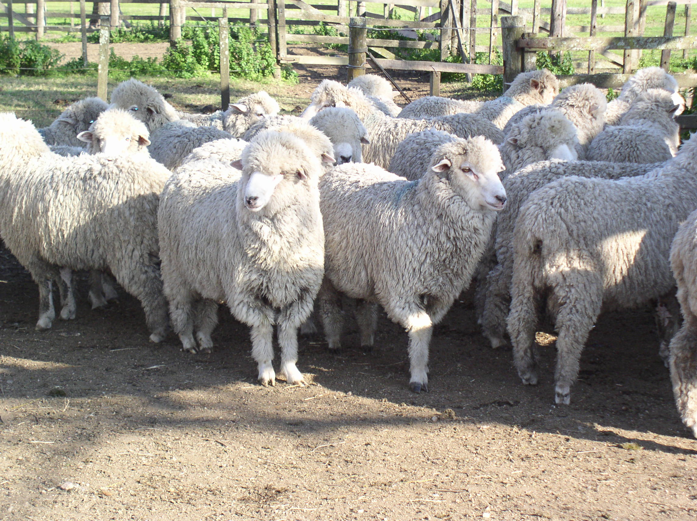 Uruguay: Sheep Stock and Wool Production