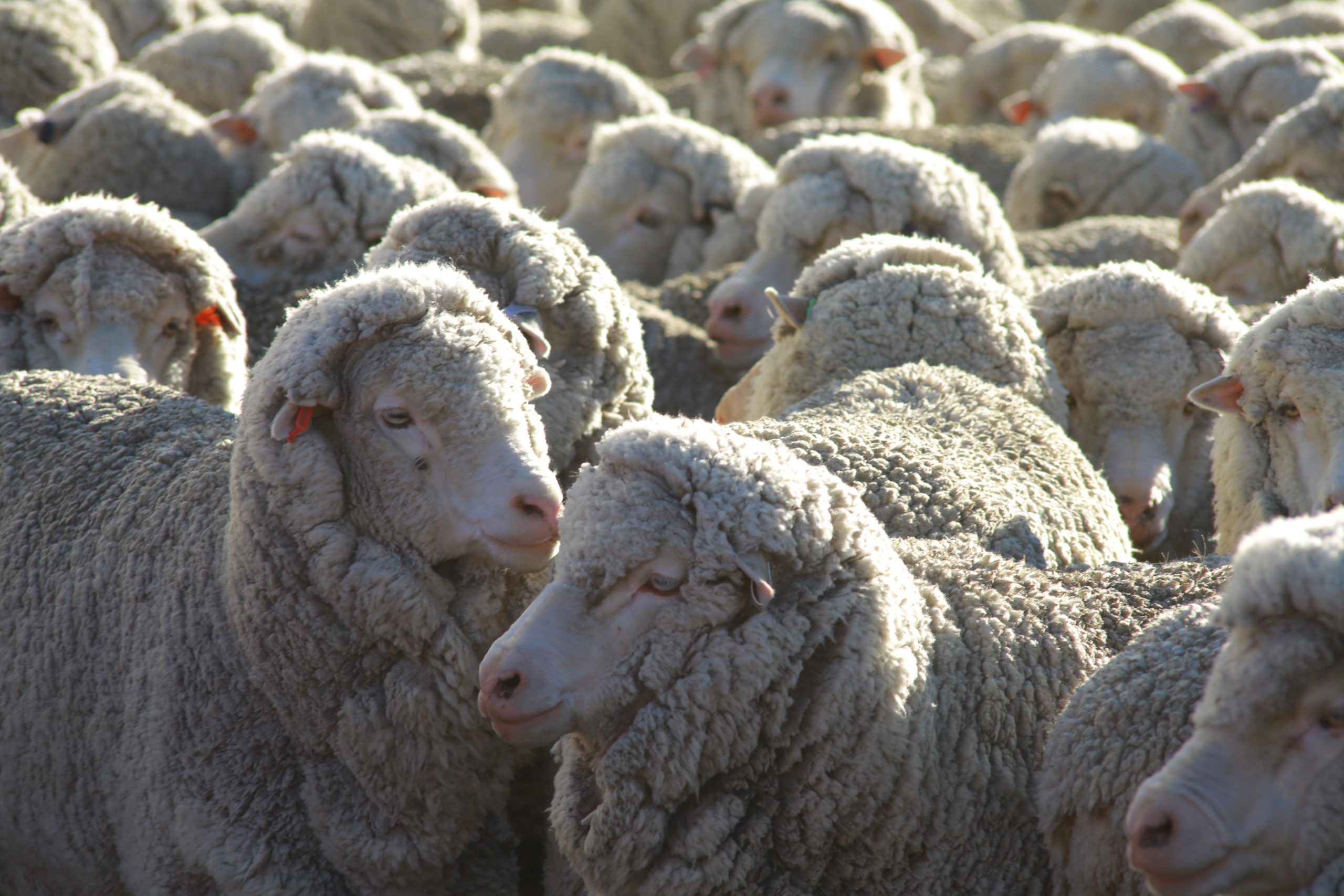 Decline Predicted for Australia’s Shorn Wool Production