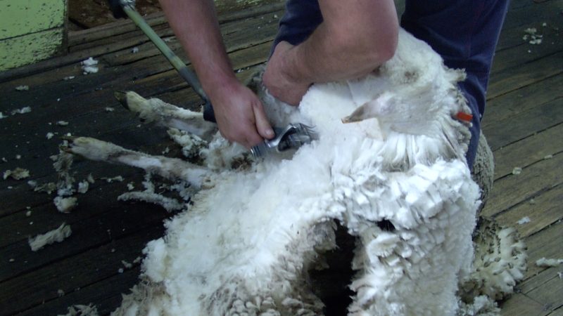 NZ Sheep Numbers Predicted to Go Down Due to Drought