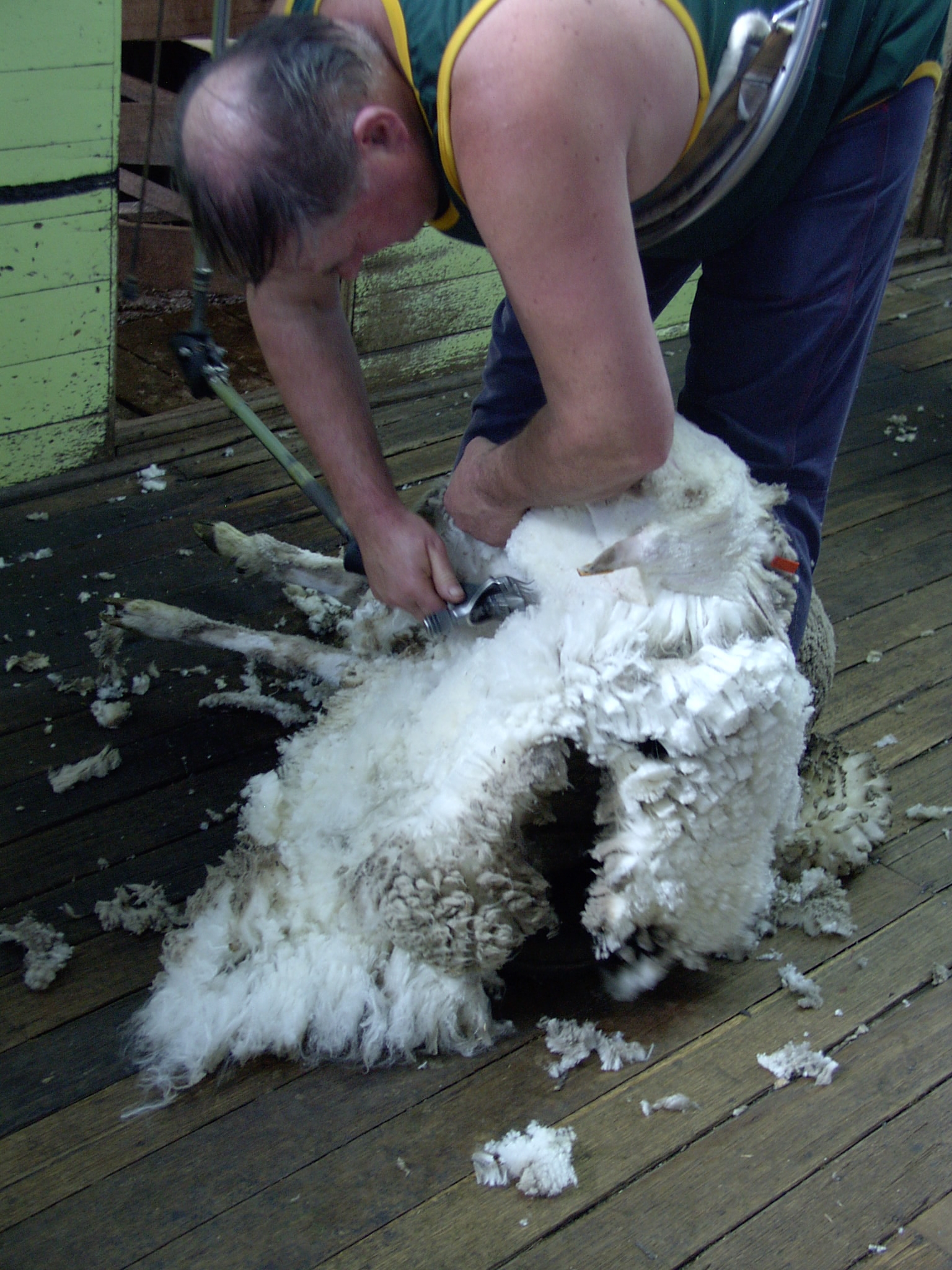 NZ Sheep Numbers Predicted to Go Down Due to Drought