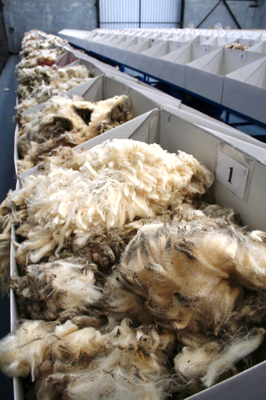 Australian Wool Auction 31 October 2024 – Commentary from AWI